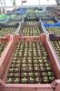  Vand rasad diferite sortimente Rosii Ardei Vinete etc..